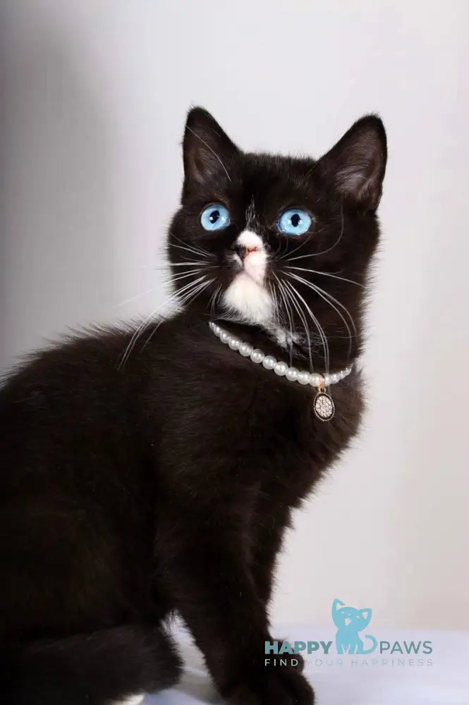 Leddy British Shorthair female black with white live animals