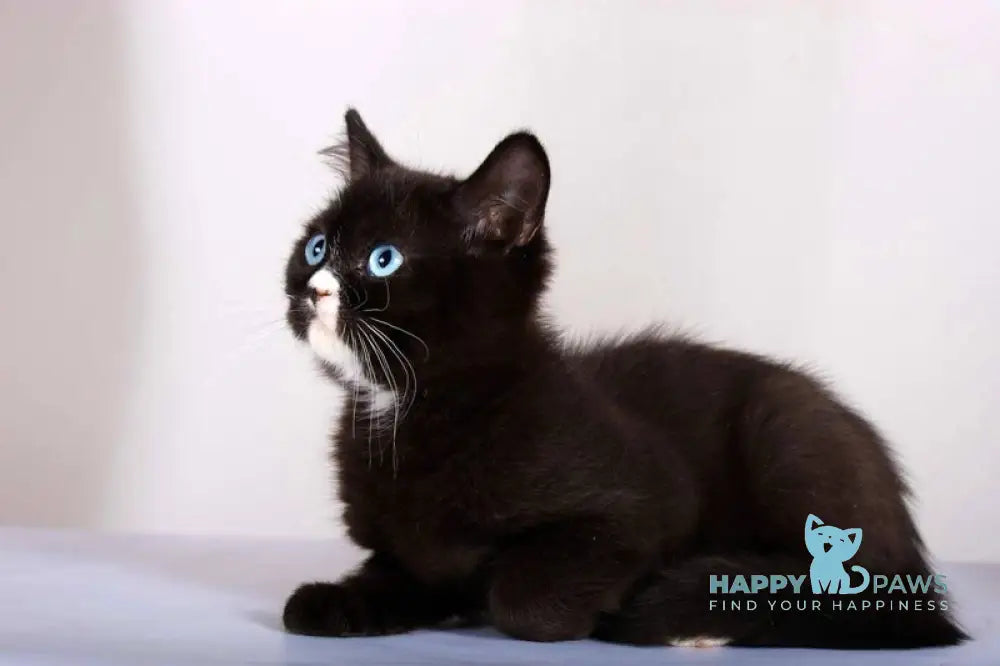 Leddy British Shorthair female black with white live animals