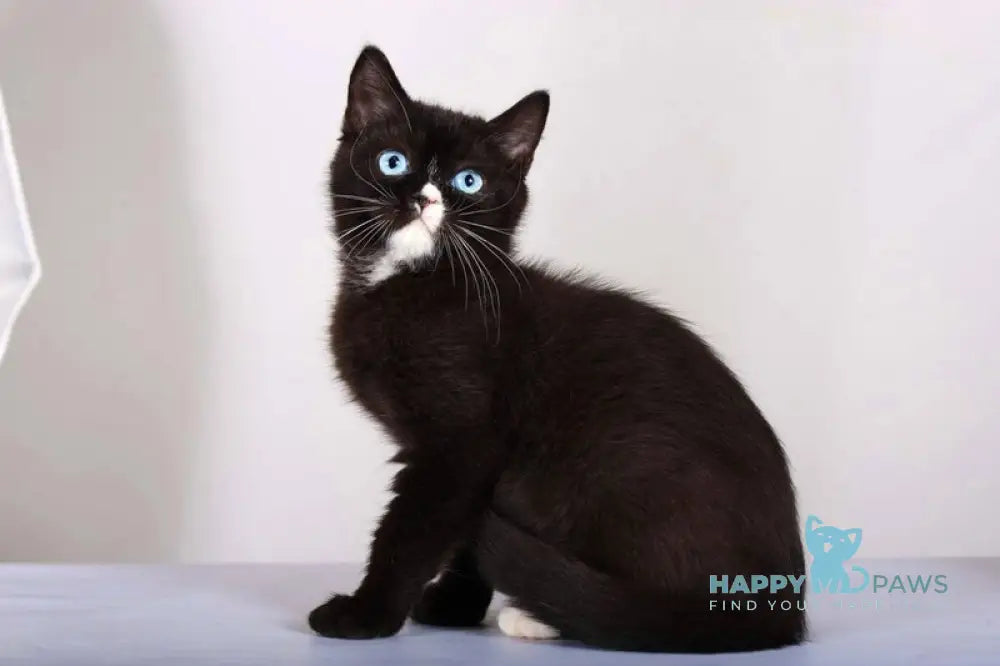 Leddy British Shorthair female black with white live animals