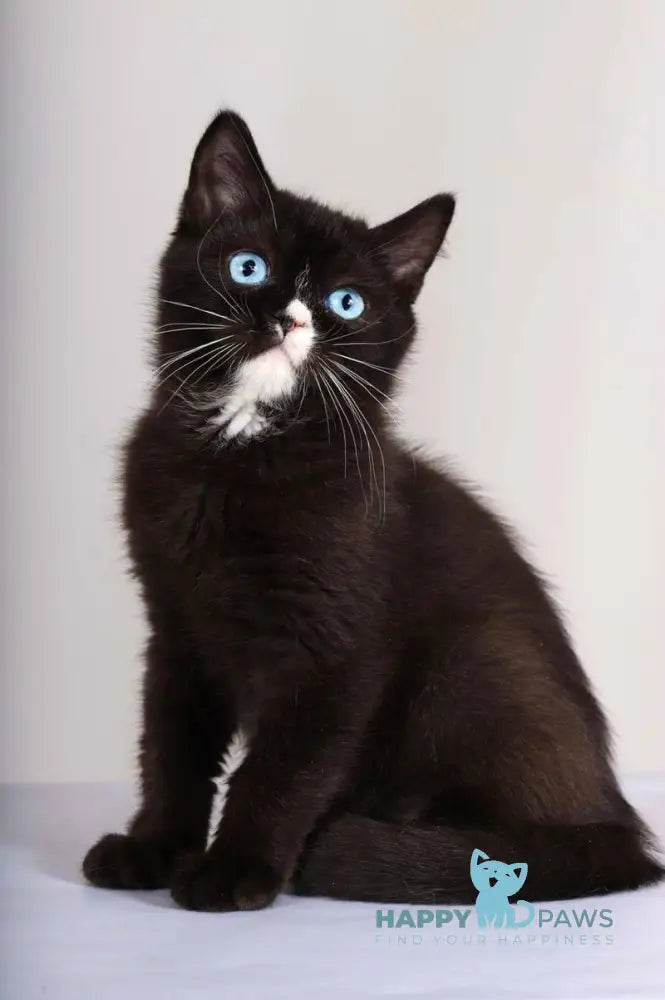 Leddy British Shorthair female black with white live animals