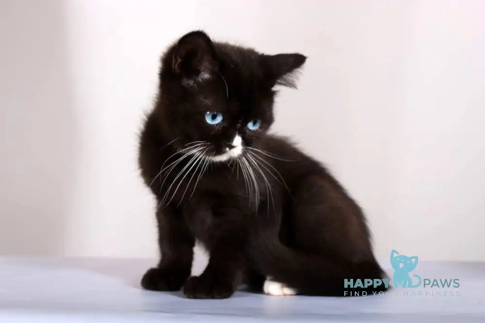 Leddy British Shorthair female black with white live animals