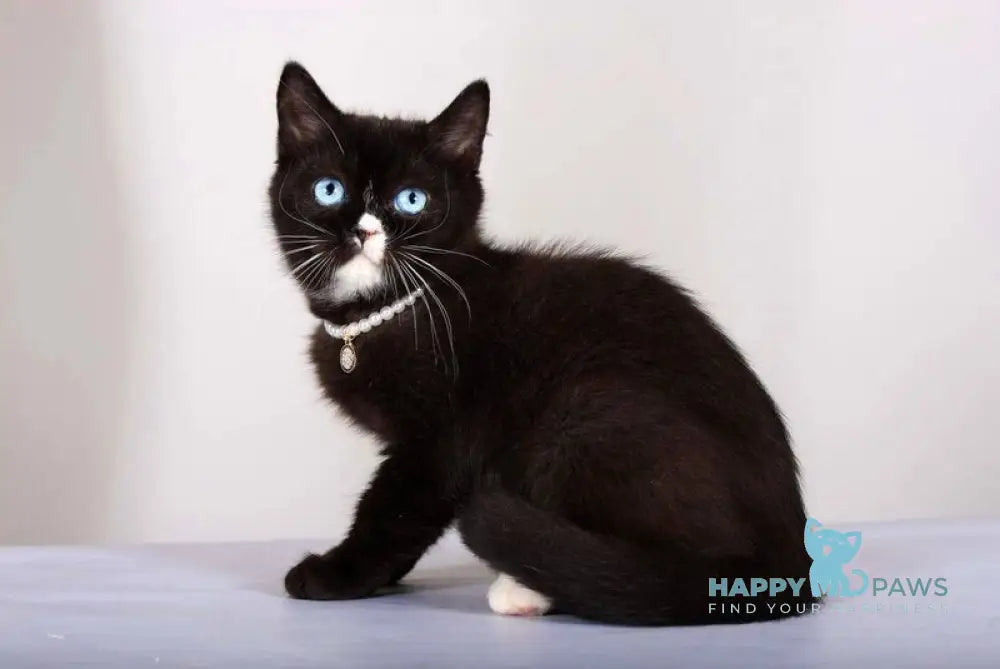 Leddy British Shorthair female black with white live animals