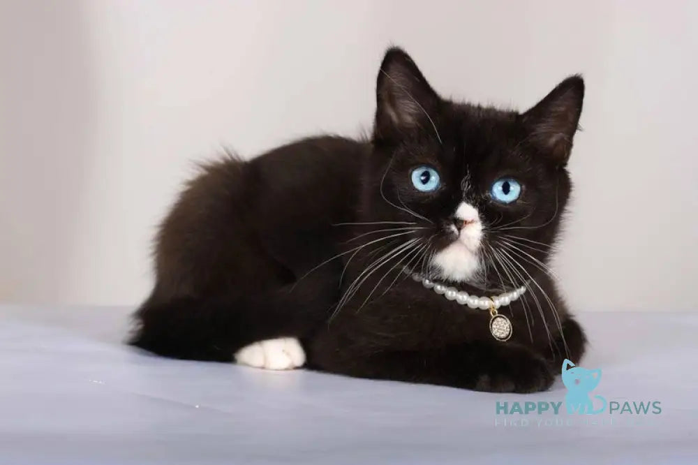 Leddy British Shorthair female black with white live animals