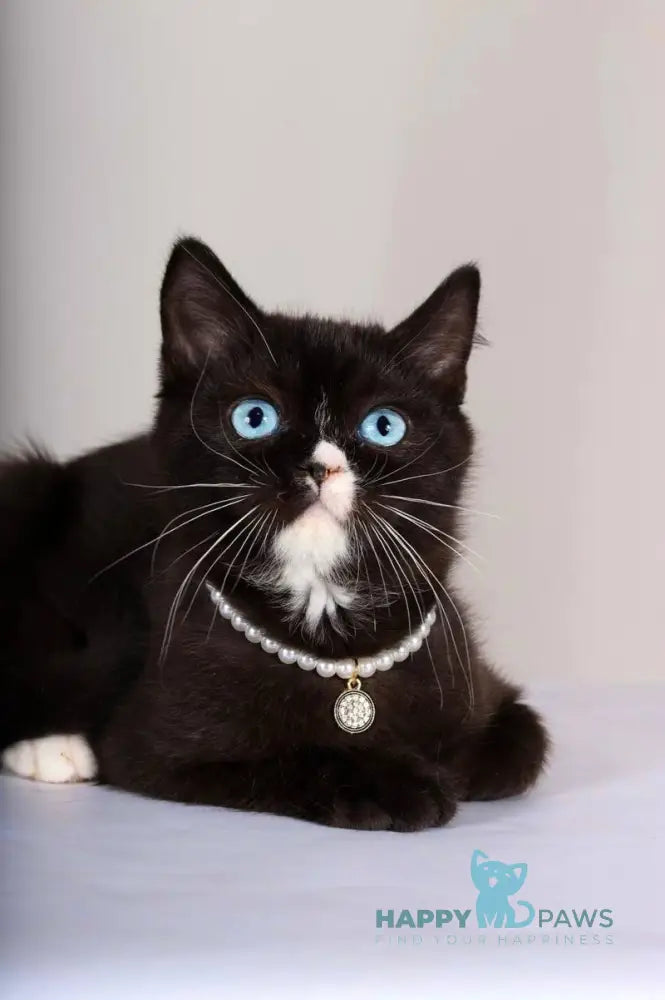 Leddy British Shorthair female black with white live animals