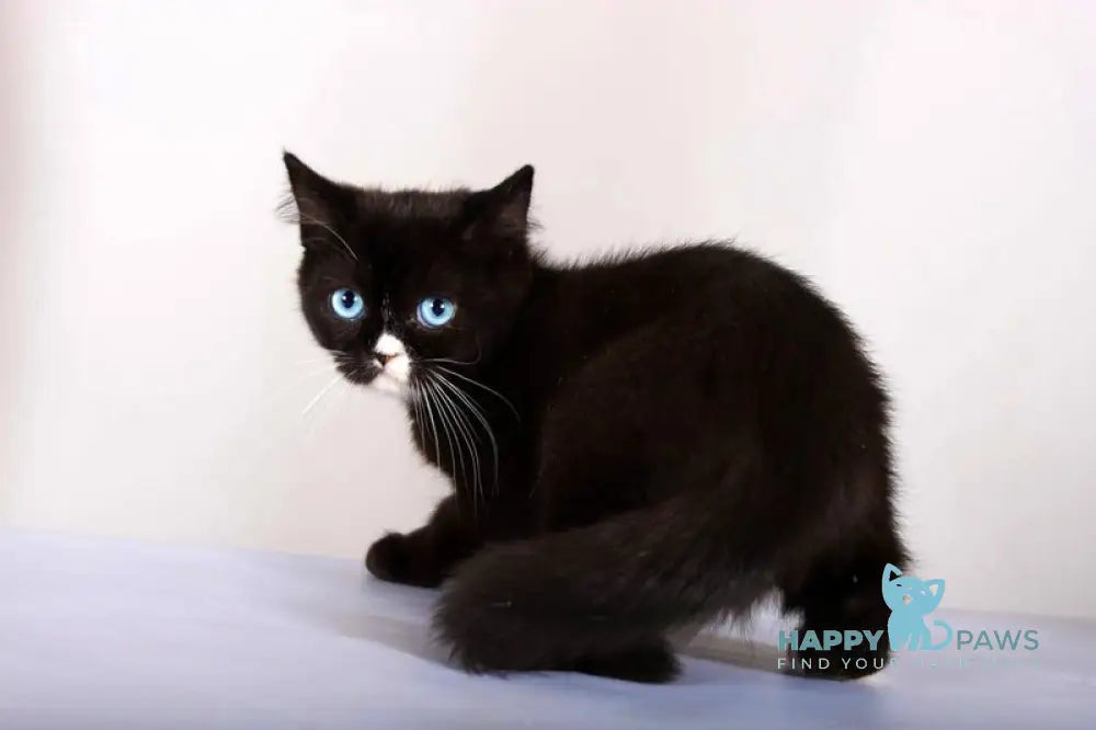 Leddy British Shorthair female black with white live animals