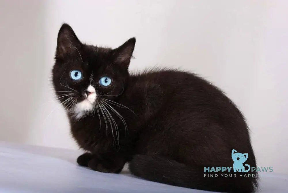 Leddy British Shorthair female black with white live animals