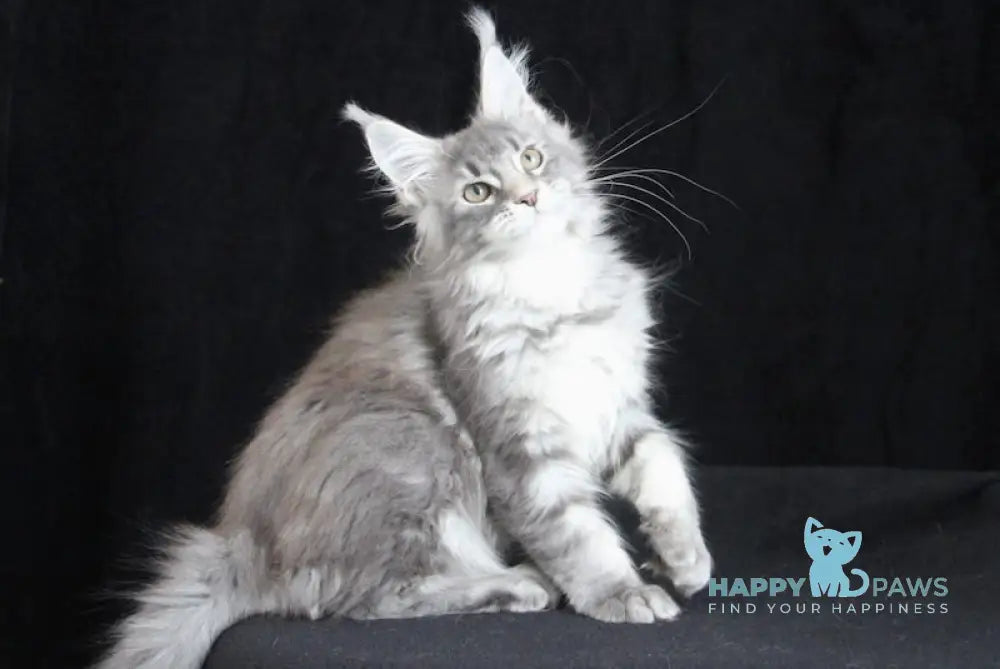 Legend Maine Coon female blue silver tabby live animals