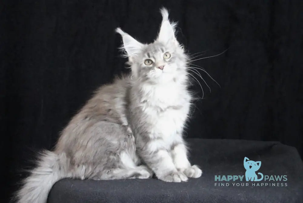 Legend Maine Coon female blue silver tabby live animals