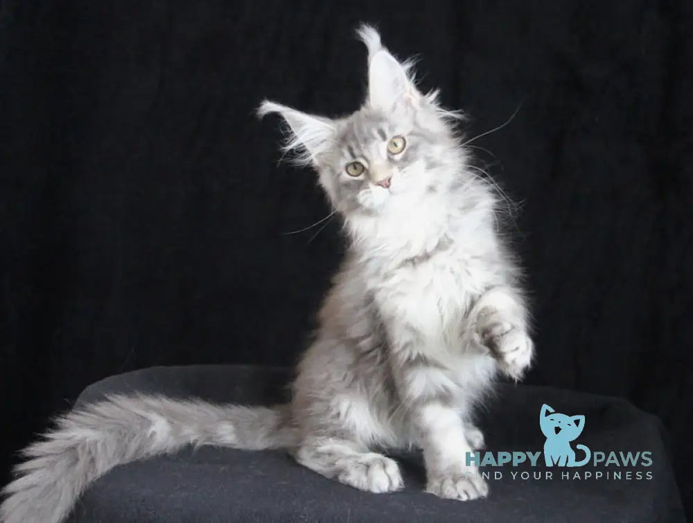 Legend Maine Coon female blue silver tabby live animals