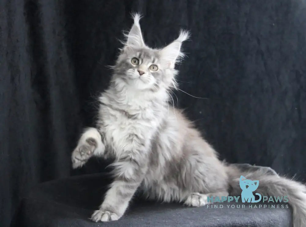 Legend Maine Coon female blue silver tabby live animals