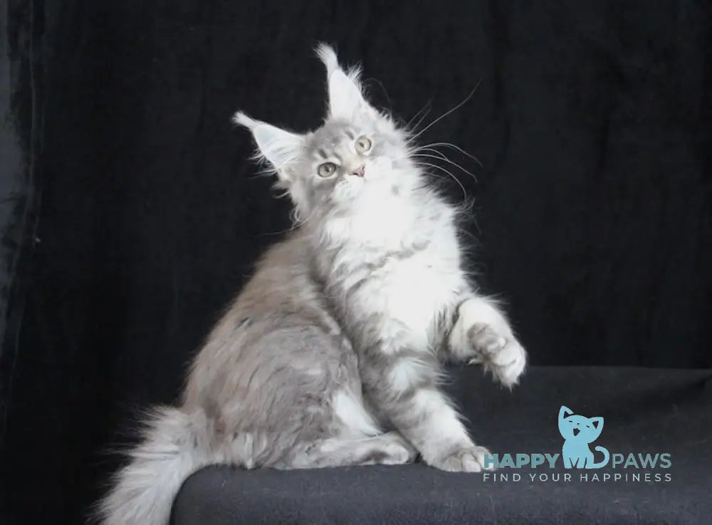 Legend Maine Coon female blue silver tabby live animals