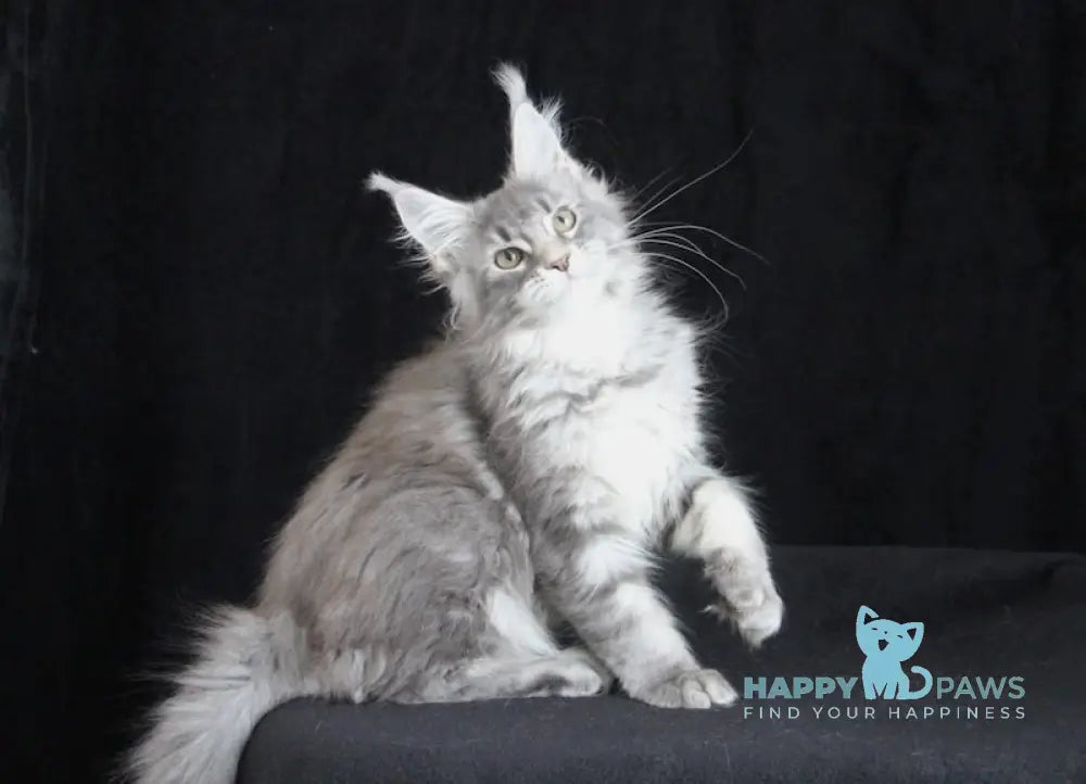 Legend Maine Coon female blue silver tabby live animals