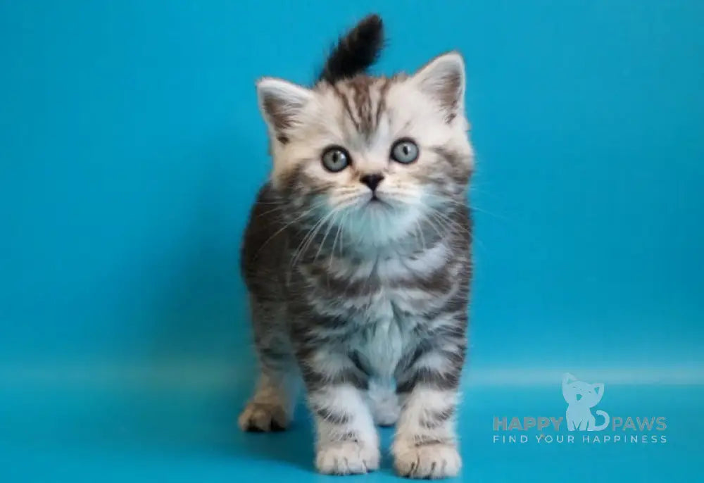 Lei Scottish Straight female black silver tabby live animals
