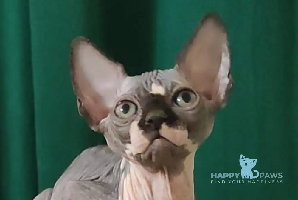 Leia Canadian Sphynx female black bicolour live animals