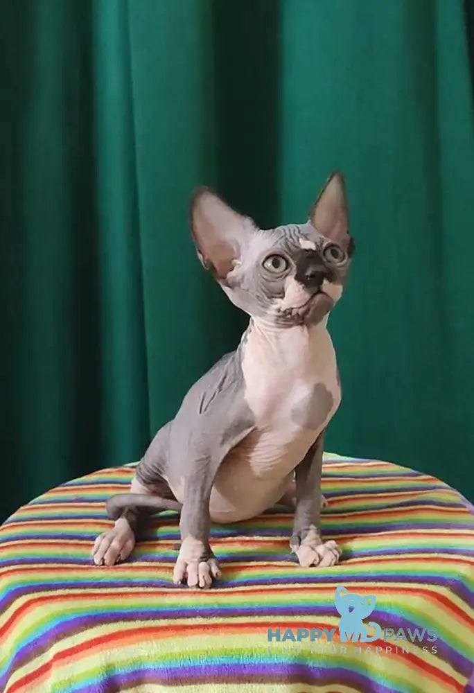Leia Canadian Sphynx female black bicolour live animals