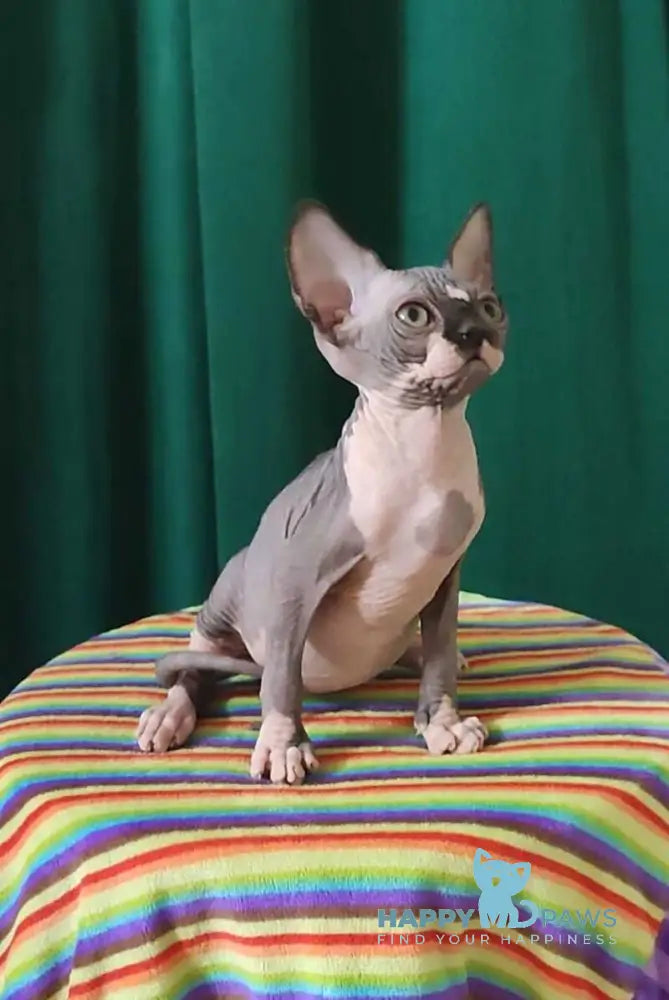 Leia Canadian Sphynx female black bicolour live animals