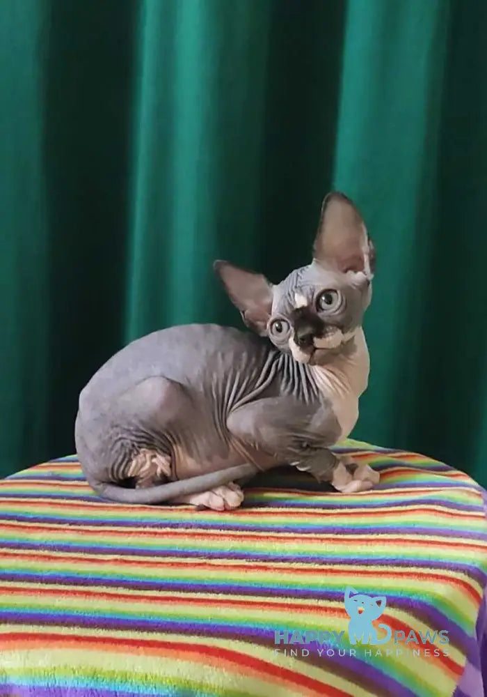 Leia Canadian Sphynx female black bicolour live animals