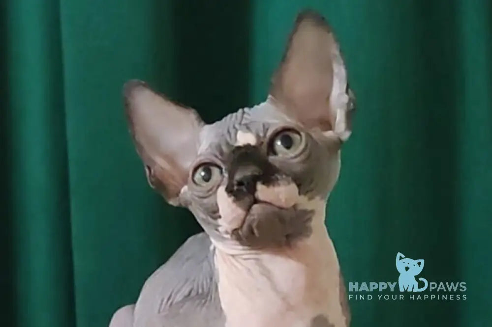 Leia Canadian Sphynx female black bicolour live animals