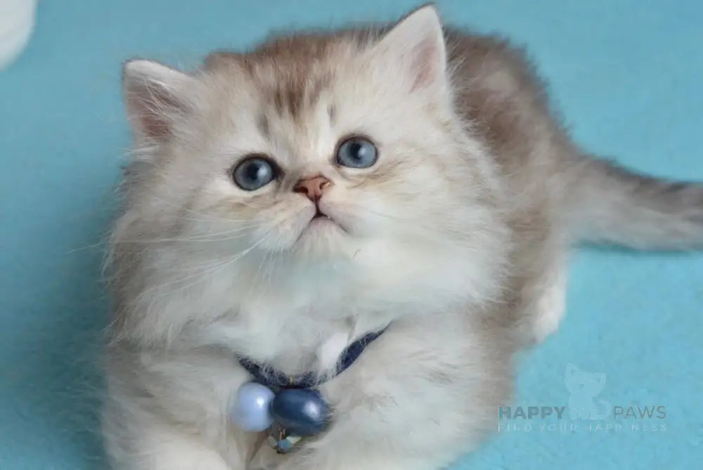 Leia Scottish Straight female blue silver shaded live animals