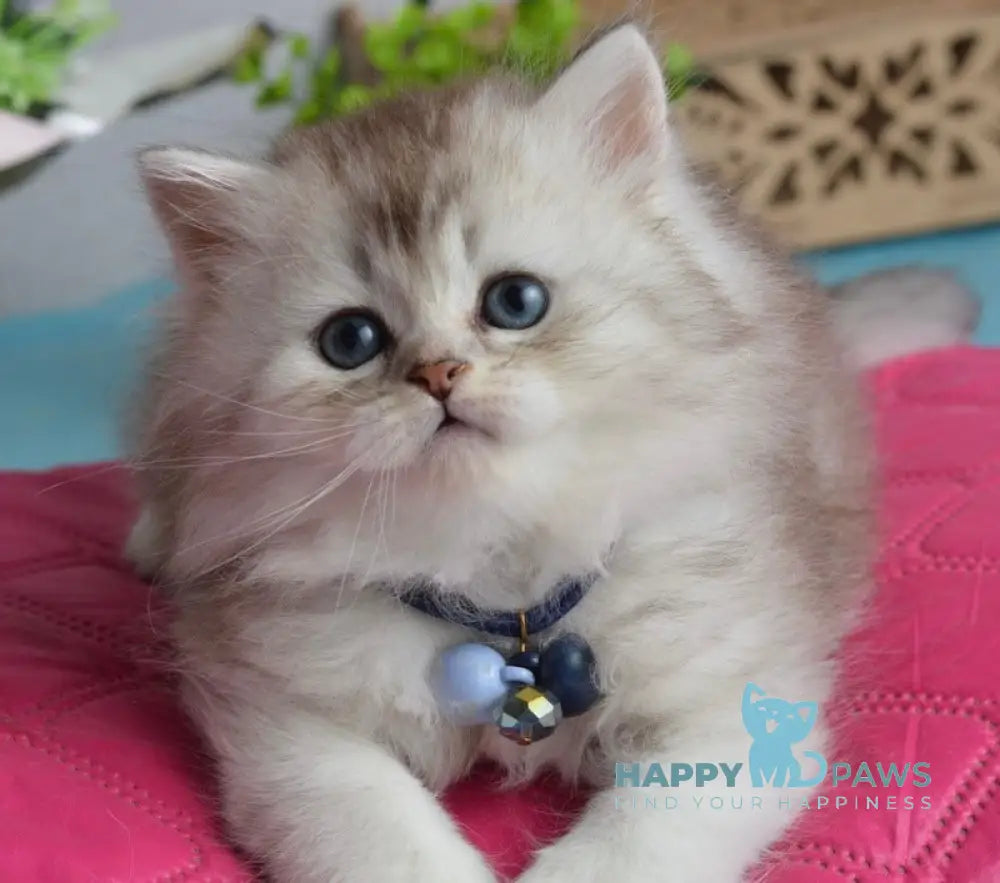 Leia Scottish Straight female blue silver shaded live animals