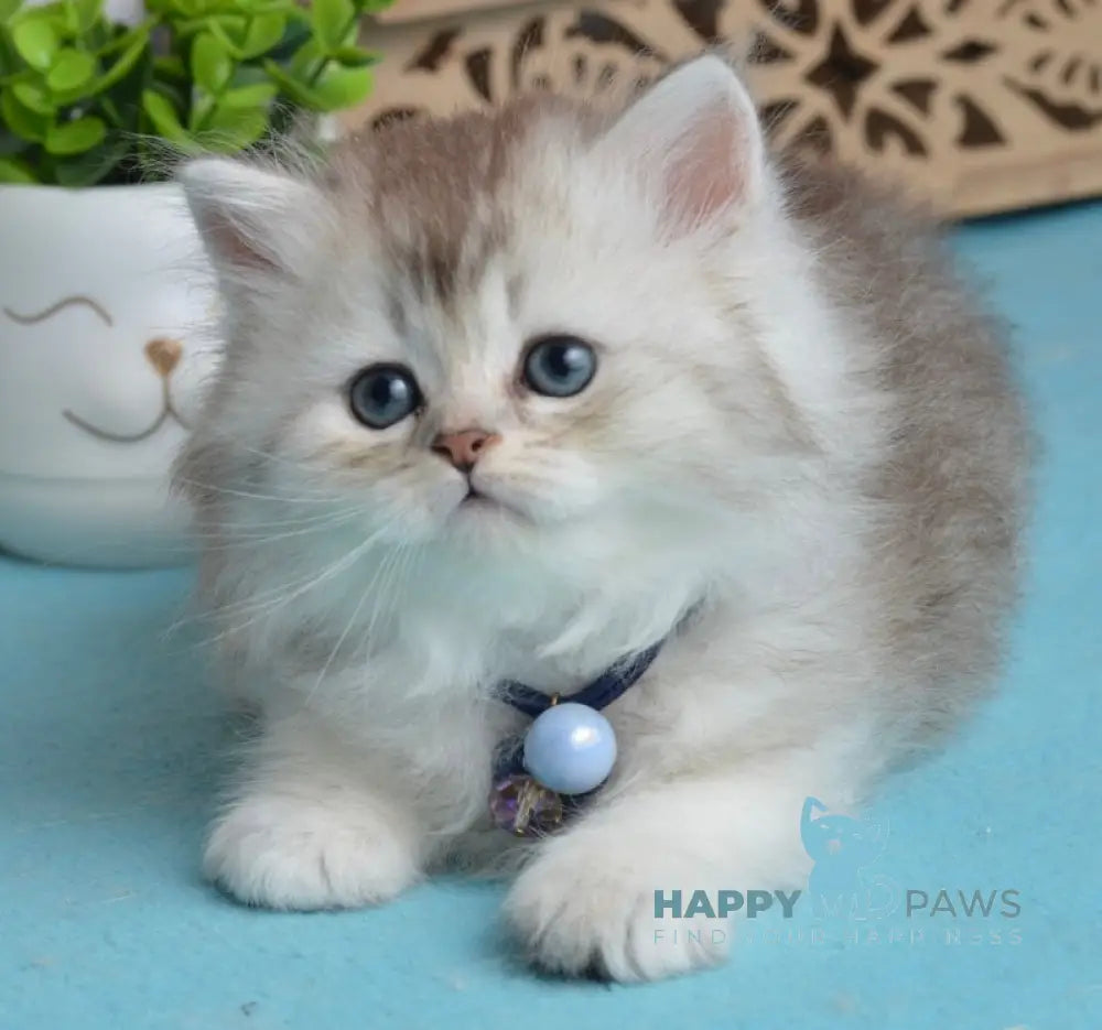 Leia Scottish Straight female blue silver shaded live animals