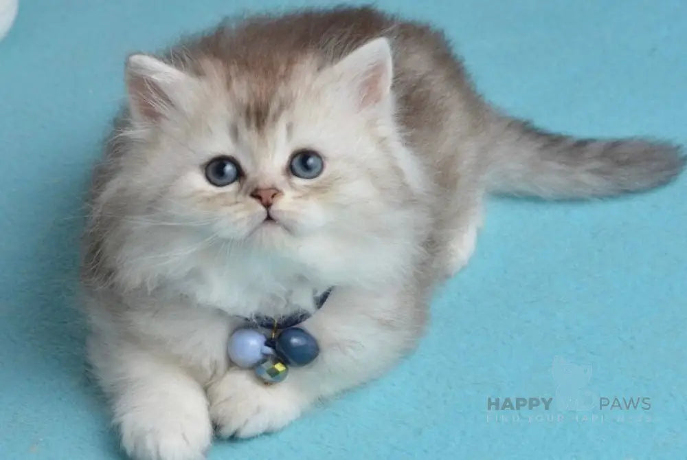Leia Scottish Straight female blue silver shaded live animals
