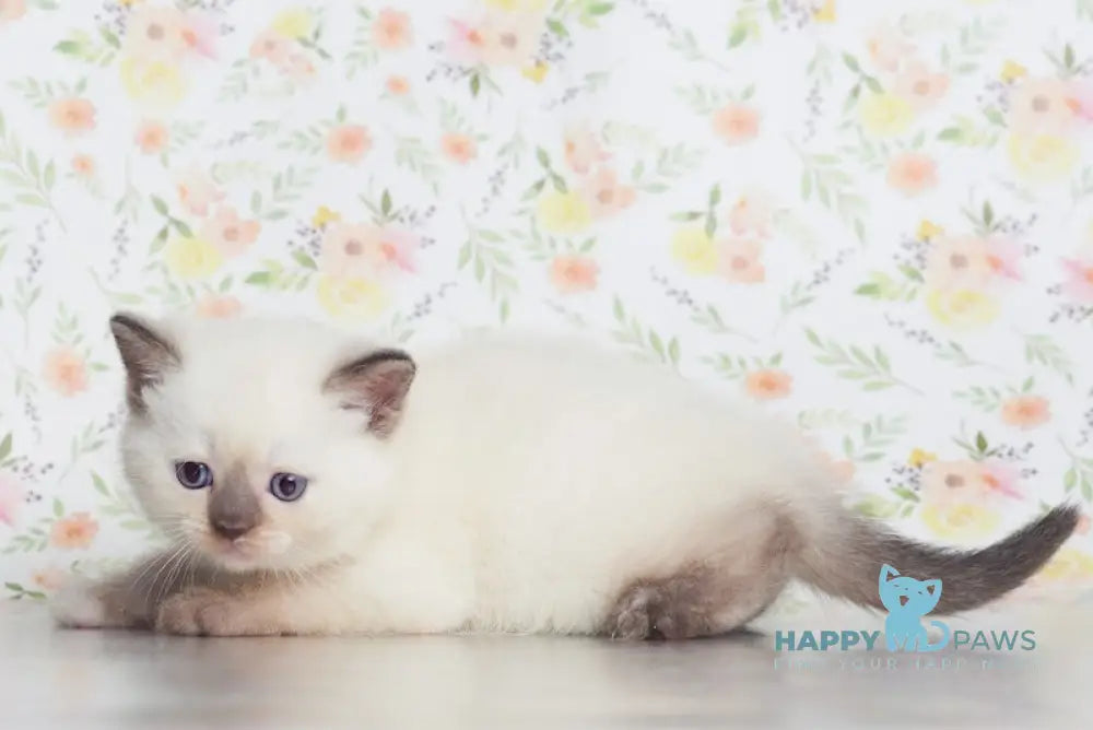 Leila British Shorthair female chocolate tortie pointed live animals