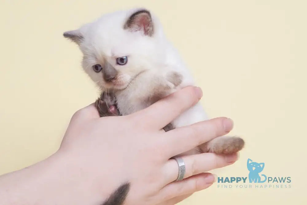 Leila British Shorthair female chocolate tortie pointed live animals