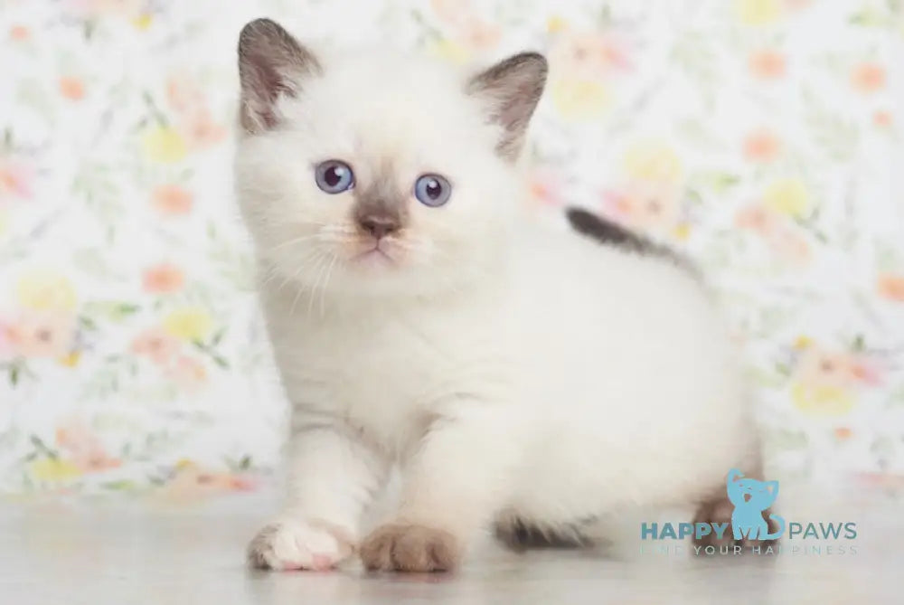 Leila British Shorthair female chocolate tortie pointed live animals