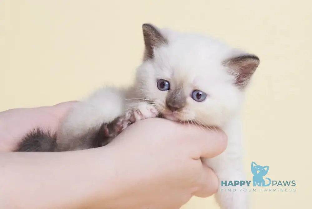 Leila British Shorthair female chocolate tortie pointed live animals