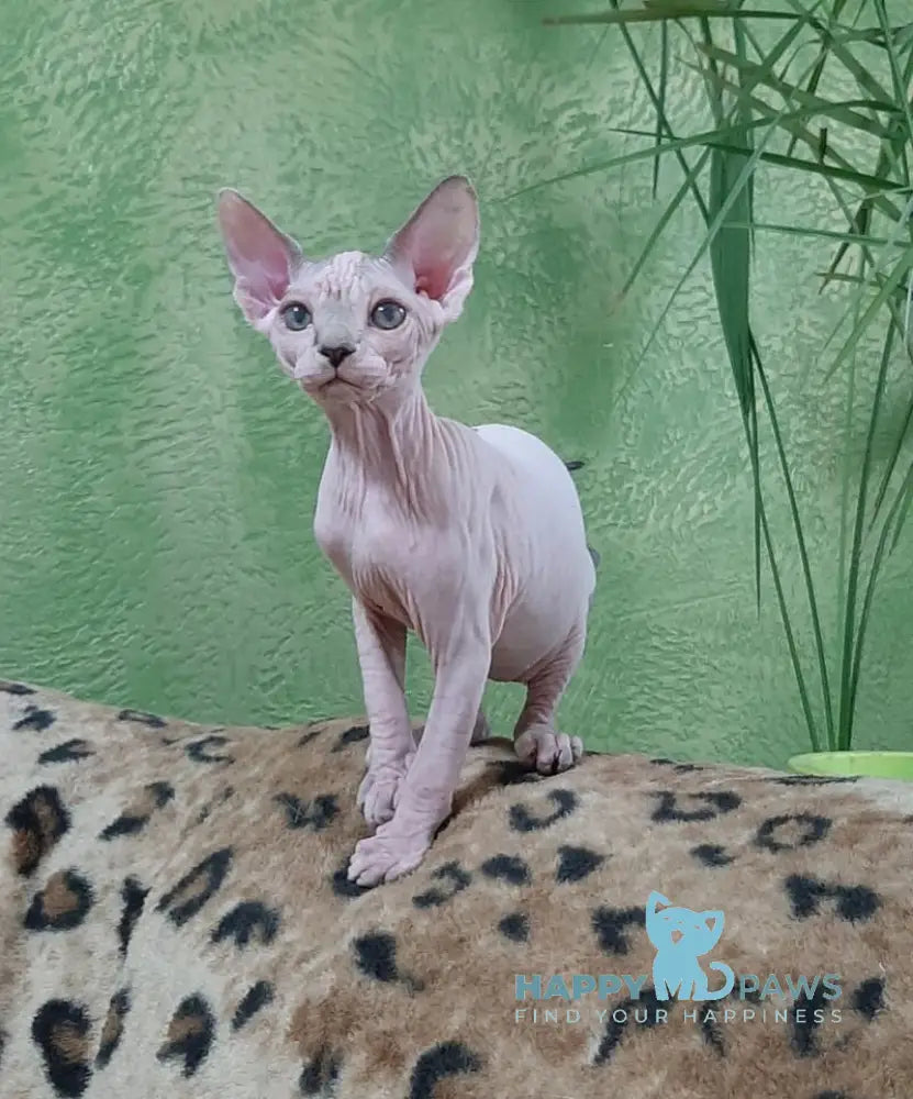 Leila Canadian Sphynx female black tabby harlequin live animals