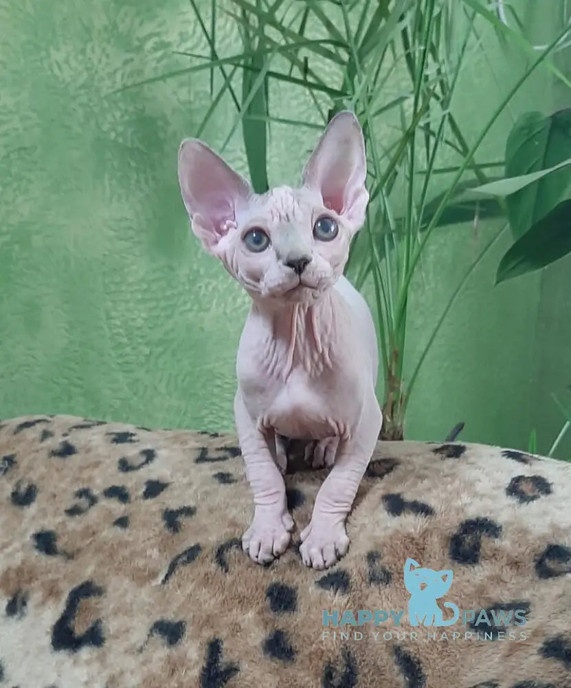Leila Canadian Sphynx female black tabby harlequin live animals