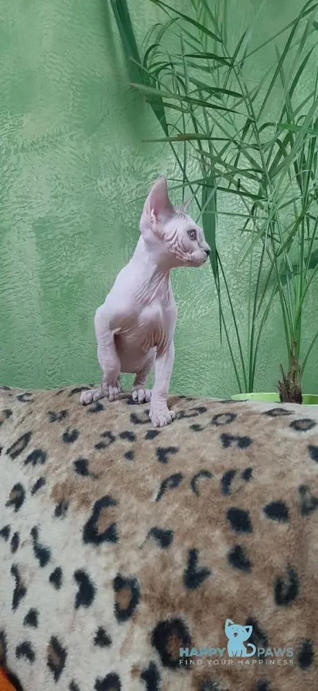 Leila Canadian Sphynx female black tabby harlequin live animals