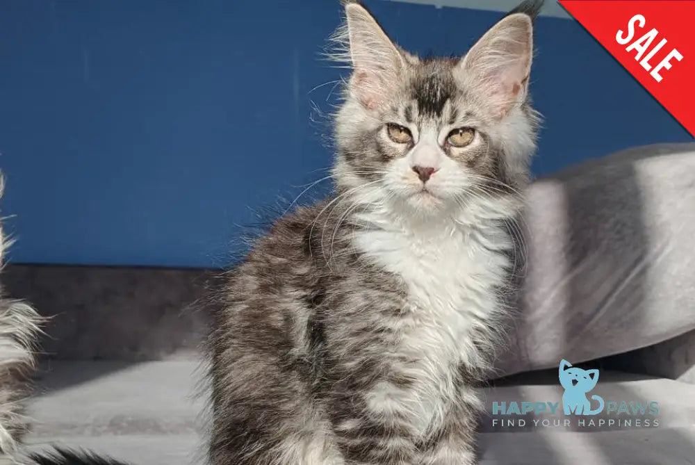 Leila Maine Coon female black silver ticked tabby with white live animals