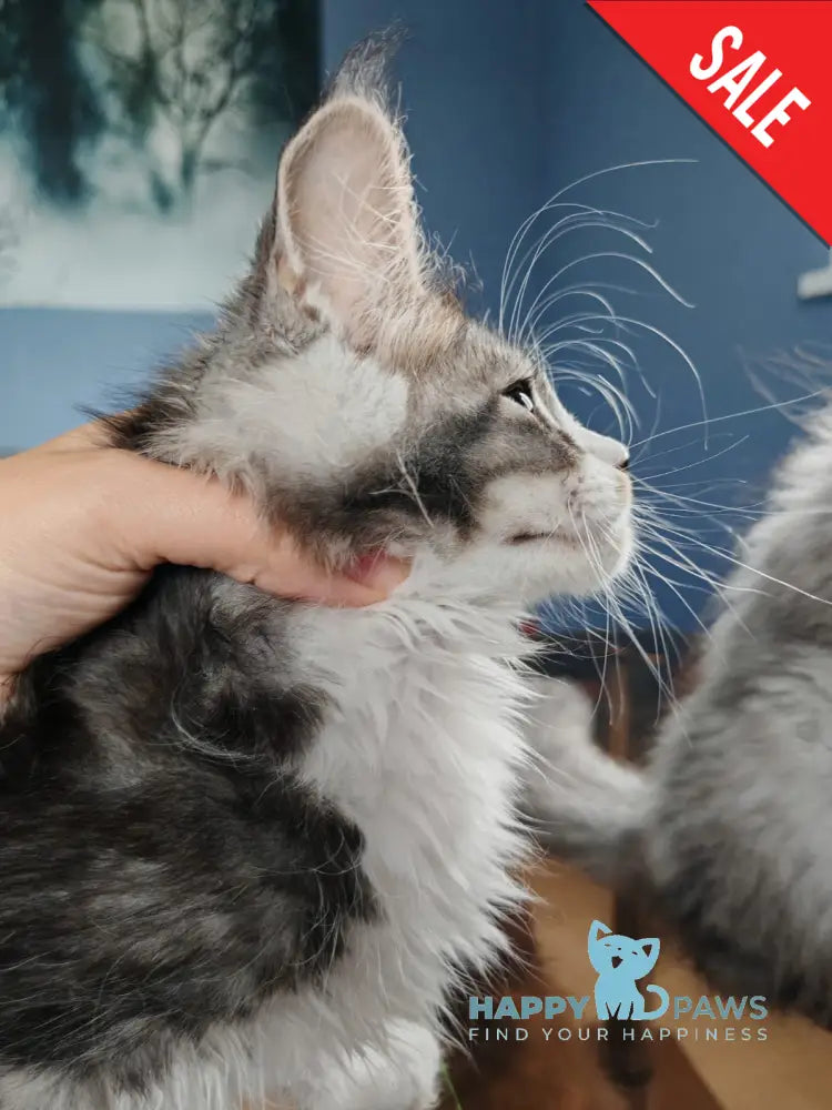 Leila Maine Coon female black silver ticked tabby with white live animals
