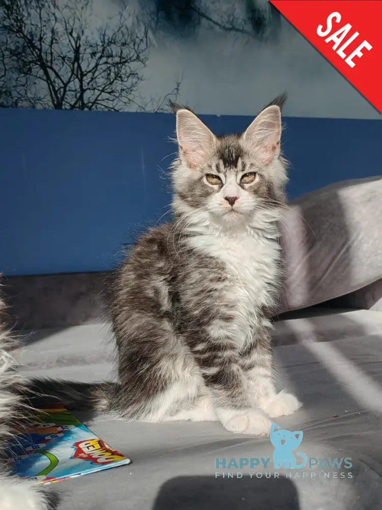 Leila Maine Coon female black silver ticked tabby with white live animals
