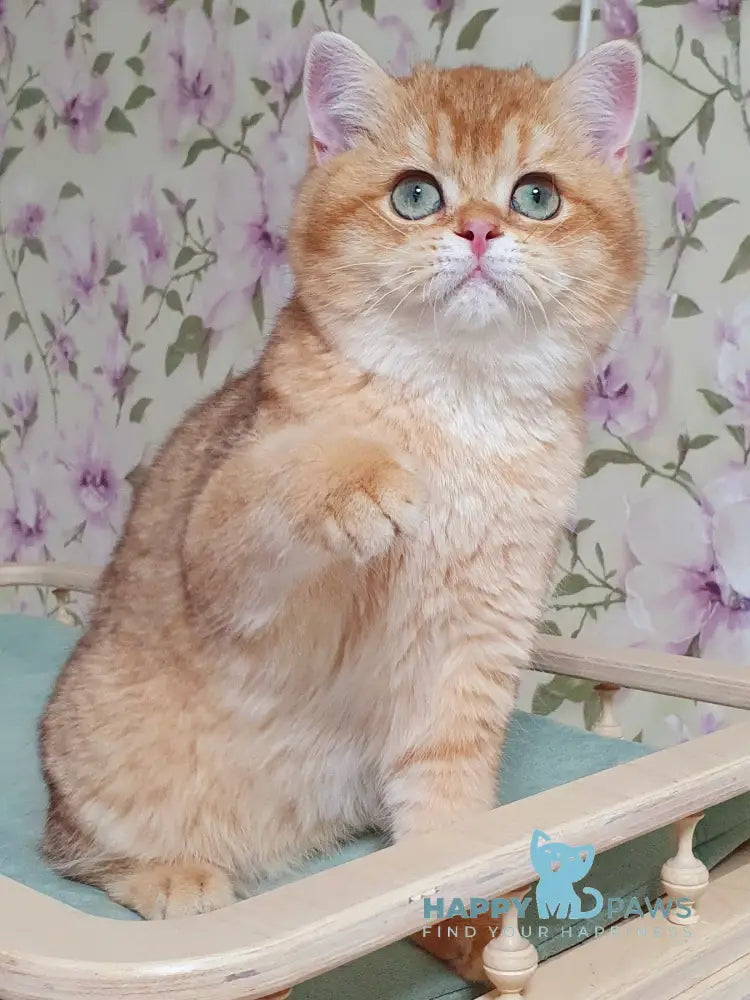 Leksus British Shorthair male chocolate golden chinchilla live animals