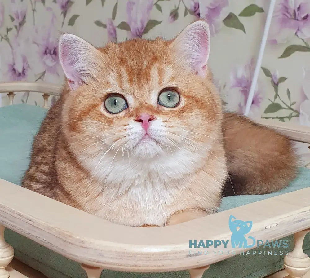 Leksus British Shorthair male chocolate golden chinchilla live animals