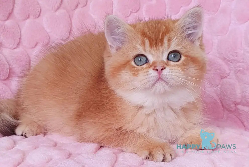 Leksus British Shorthair Male Chocolate Golden Chinchilla Live Animals