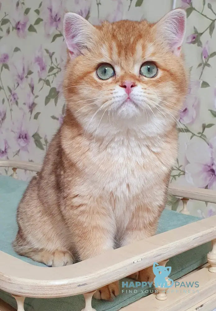 Leksus British Shorthair male chocolate golden chinchilla live animals