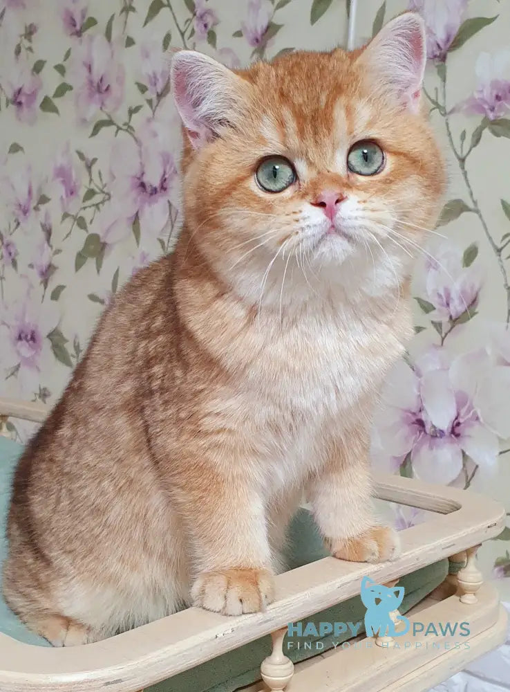 Leksus British Shorthair male chocolate golden chinchilla live animals