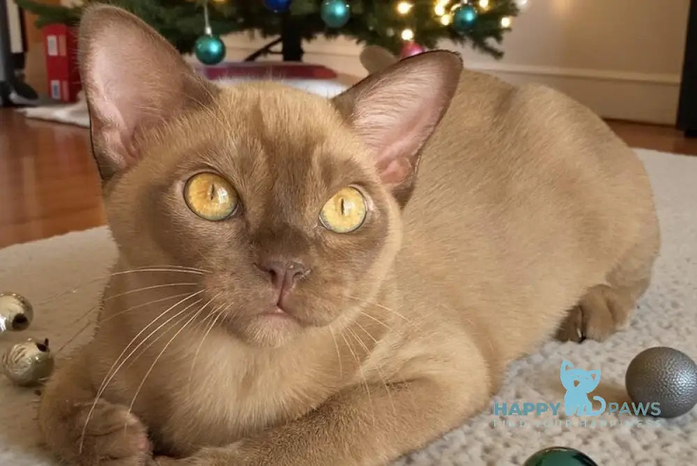 Leksus Burmese male chocolate live animals