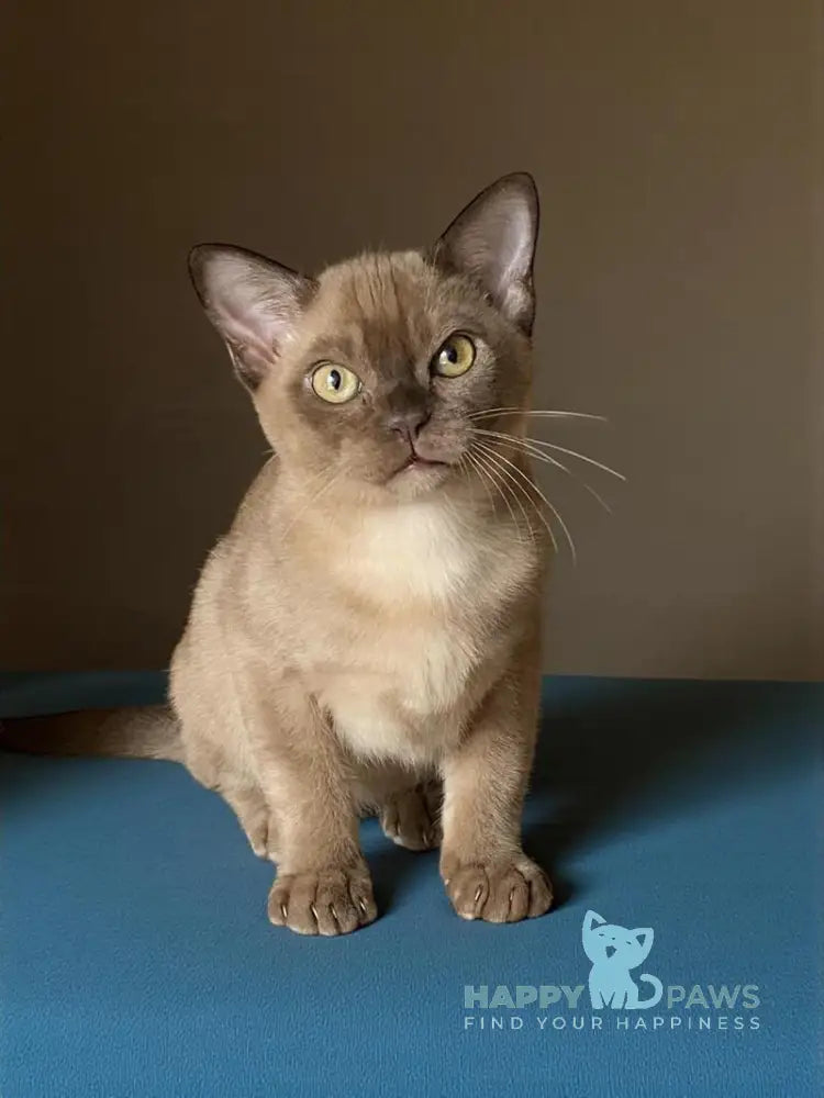 Leksus Burmese male chocolate live animals