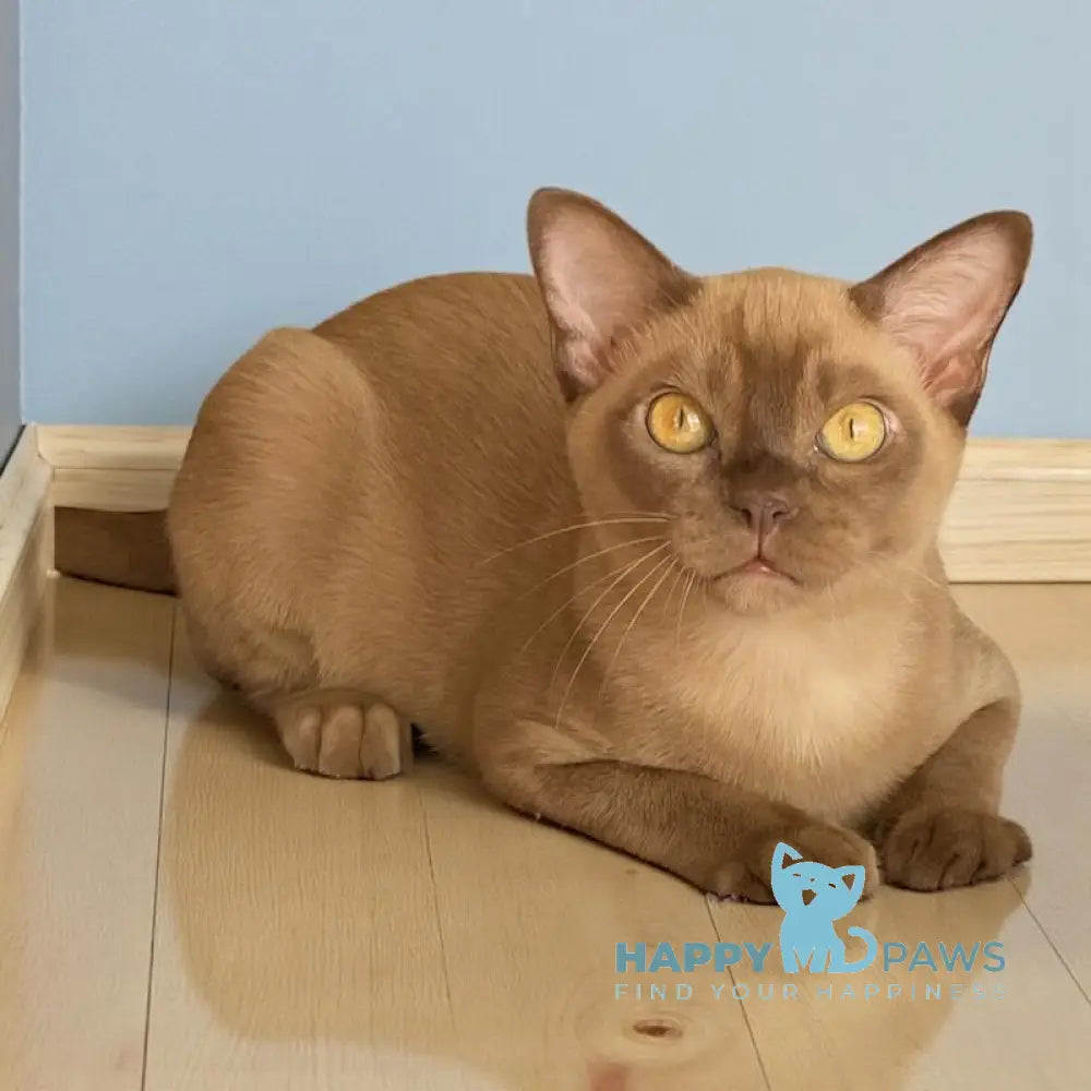 Leksus Burmese male chocolate live animals