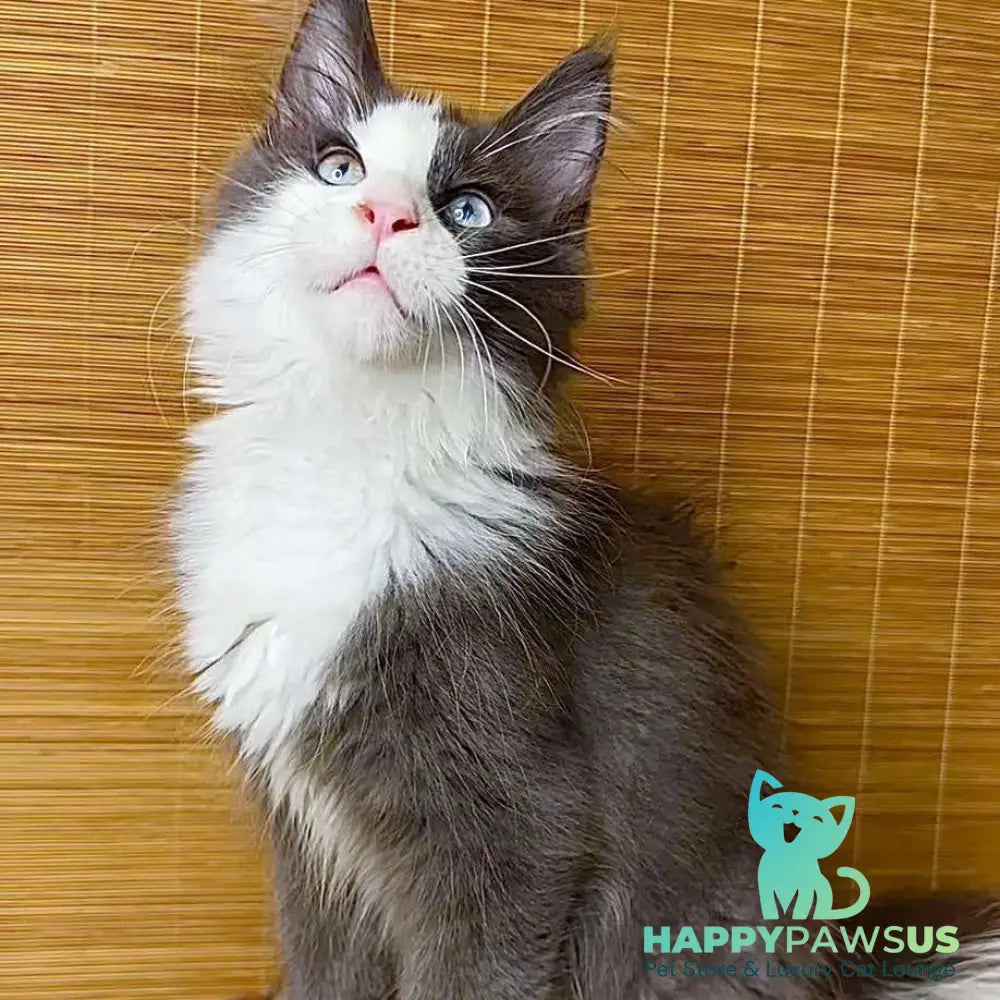 Lel Maine Coon male blue bicolour - live animals
