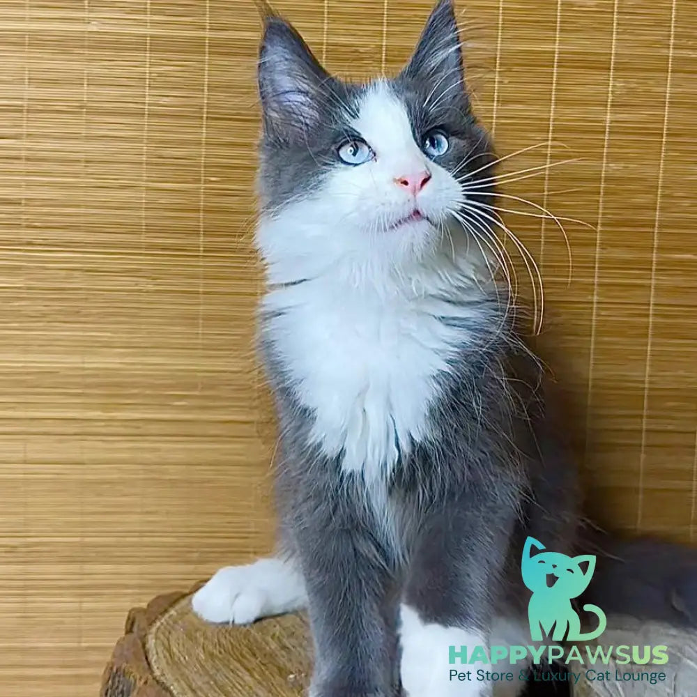 Lel Maine Coon male blue bicolour - live animals