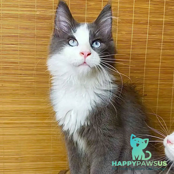 Lel Maine Coon male blue bicolour - live animals