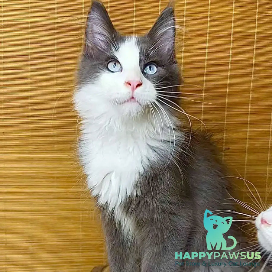 Lel Maine Coon male blue bicolour - live animals