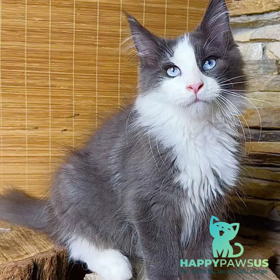 Lel Maine Coon male blue bicolour - live animals