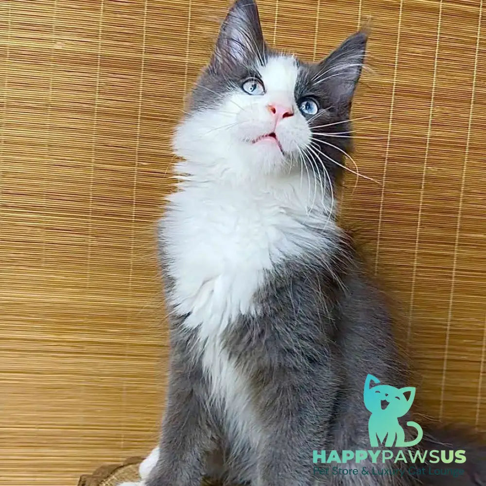 Lel Maine Coon male blue bicolour - live animals